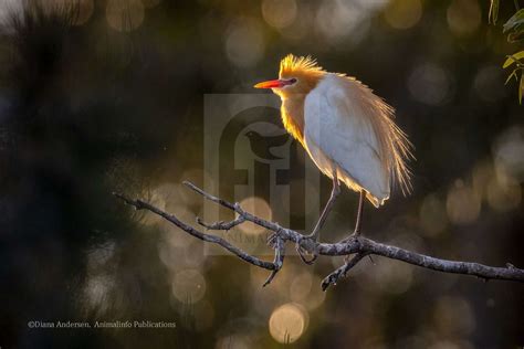 Cattle Egrets And Livestock