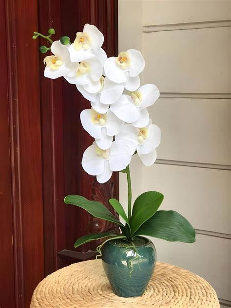 GreenCaart Rare Snow White Orchid Flower Plant, Live Indoor Healthy ...