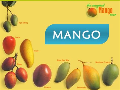Image result for Mango Production Script Script