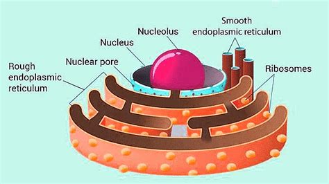 Important Diagrams: Cell - The Unit of Life - Biology Class 11 - NEET ...