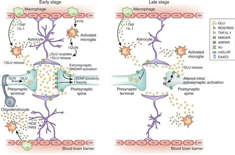 Image result for Glua4 Neuron