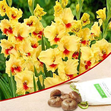 Flower Bulbs Online | Plants Kingdom – Page 2 – PlantsKingdom