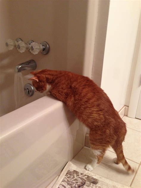 upper respiratory infection