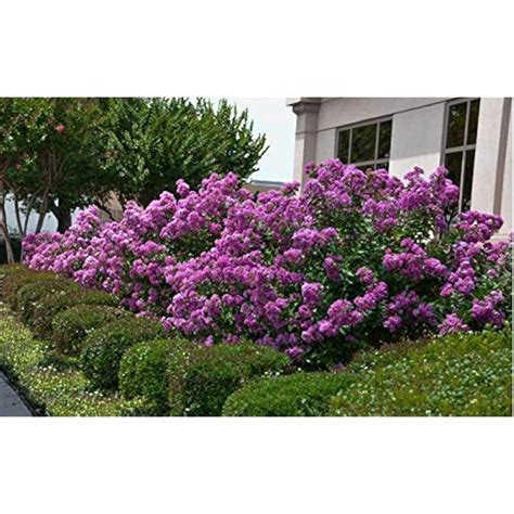 1195A-Dwarf Lavender Crape Myrtle (Lagerstroemia | Ubuy India