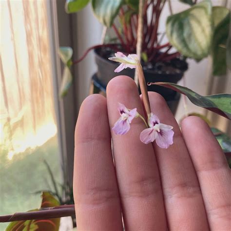 Prayer Plant Flower [7+ Tips to Make it Bloom Happily!]