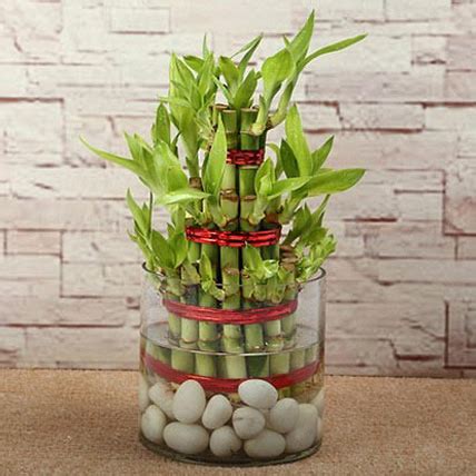 Lucky Bamboo Plant Triple Layer Online Delivery | Indiagift