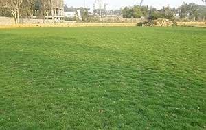 Seedscare India Lawn Grass Seeds Dark Green Soft Runner Game Grass ...