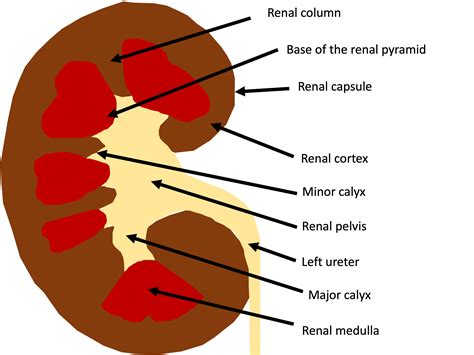 Hydronephrosis – Toronto Internal Medicine POCUS