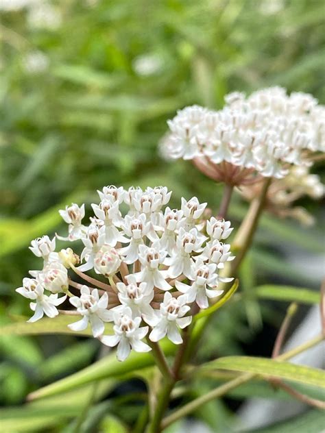 White Swamp Milkweed - 30 Plant Seeds - Asclepias Perennis- Florida Native - Monarch Butterfly ...