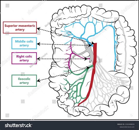 4 Ileocolic Artery Images, Stock Photos & Vectors | Shutterstock