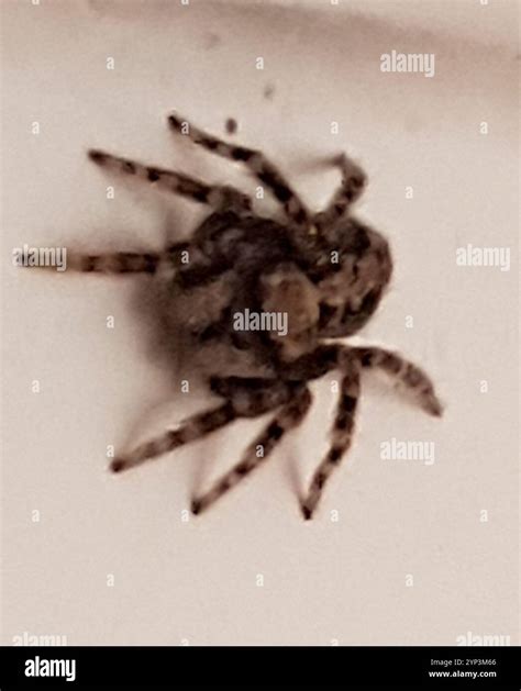 House Jumping Spider (Pseudeuophrys lanigera Stock Photo - Alamy