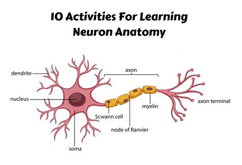 Image result for Neuron Project with Thread