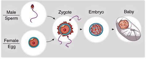 Reproduction in Human Beings - Biology for Grade 10 PDF Download
