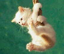 Image result for Cute Cat and Bunny Sceach