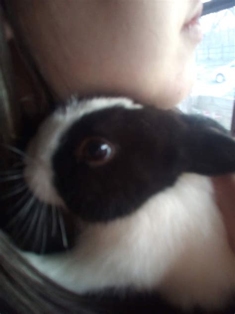 lil' bun bun : r/Eyebleach