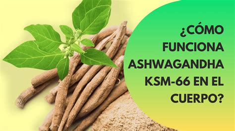 Aplicación de Youtube sin anuncios para PC y macOS | Escape Digital