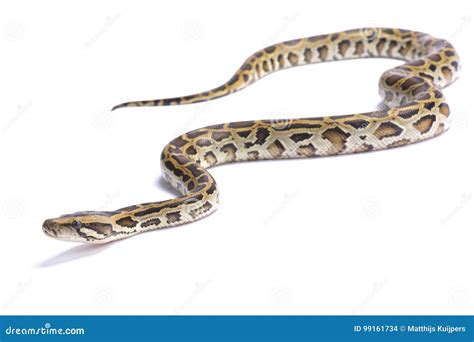 Image result for Python Bivittatus