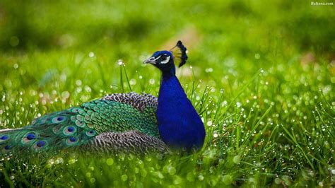 Image result for Classification in Machine Learning Python
