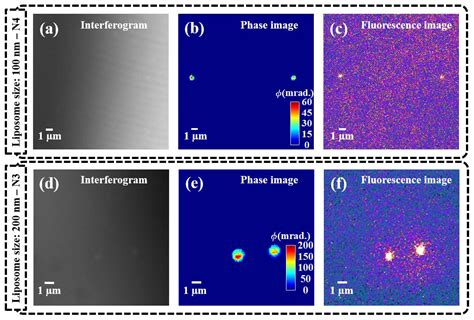 Characterization of Liposomes Using Quantitative Phase Microscopy (QPM)
