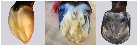 Horse's Hoof Urban Dictionary at Joseph Park blog