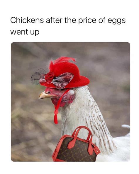 Funny Chicken Memes