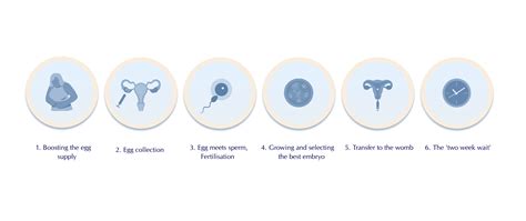 IVF Process Step by Step 的图像结果