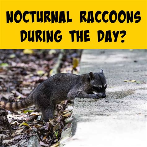 If Raccoons Are Nocturnal Then Why Do I See Them During The Day ...