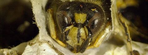 Installing Digital Microscope 的图像结果