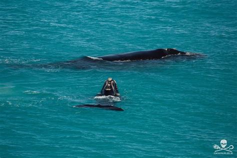 Mirning People: Great Australian Bight Aboriginal Whale Dreamings