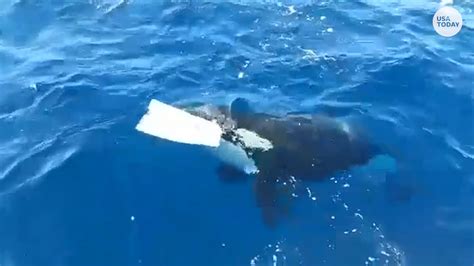Orca bites off rudders from boat, terrifies crew