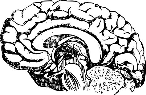 Brain Outline PNG Picture