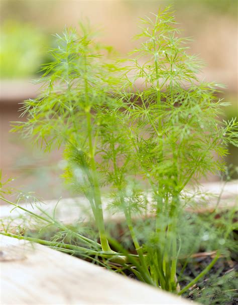How to Grow Organic Dill in Your Herb Garden • Gardenary