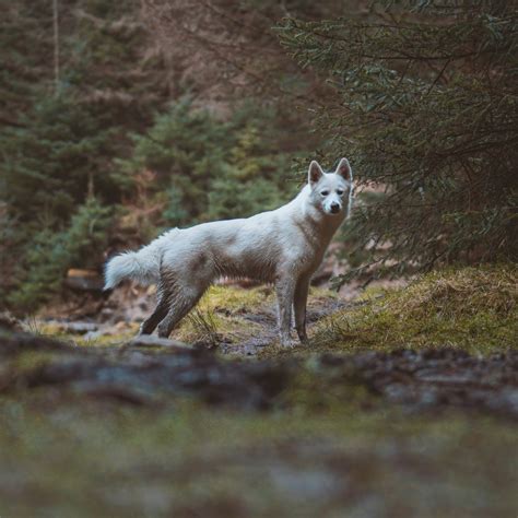 Samoyed Husky Mix (Samusky): Owner's Guide