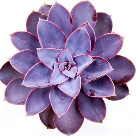 Succulents With Purple Tips: A Guide To Identifying And Caring For ...