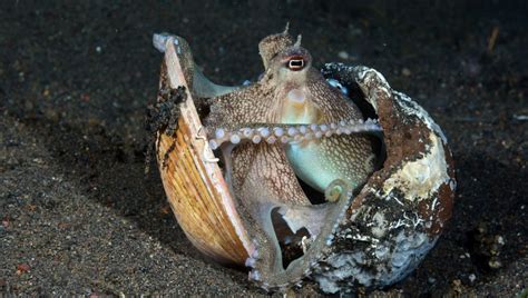 Image result for Alien Octopus Theory