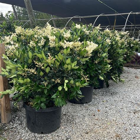 Ligustrum – Lichtenfelt's