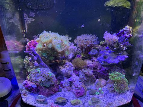 Just my small 3 gallon reef desktop reef : r/Aquariums