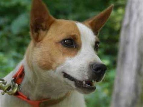 Mountain Feist Dog Breed Information, Images, Characteristics, Health