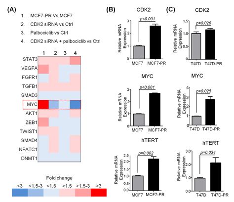 Combined CDK2 and CDK4/6 Inhibition Overcomes Palbociclib Resistance in ...