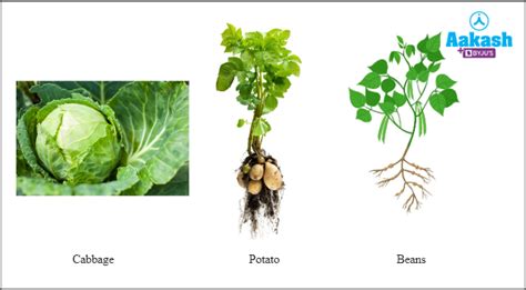 Diagram of Stomata in Biology: Definition, Types and Importance | AESL