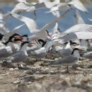 Terns on levee | FWS.gov