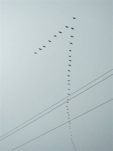 Why Do Birds Fly In V Shape?