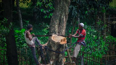 Petition · Save more than 1 Million trees every year from this 130-year ...
