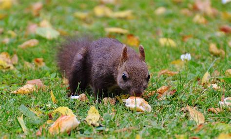 Squirrels Eat Bread at Aileen Markham blog