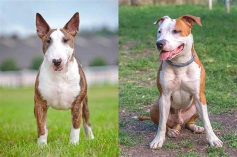 Are Pit Bull Terrier Mix Good Dogs at Norris Carrico blog