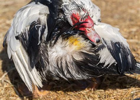 Everything About a Duck’s Expected Lifespan