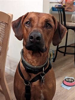 Image result for Behavior Modification for Dogs