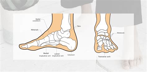 Anatomy Of The Foot Bottom Anatomy Of The Bottom Of The