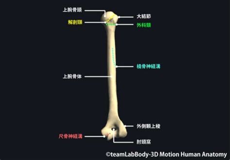 Image result for Alien Female Island