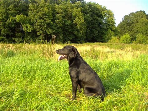 Ruhiger Schwarzer Labrador Mix in Hohenlockstedt | Tiere | Kleinanzeigen